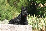 SCOTTISH TERRIER 277